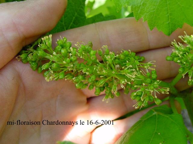 travail des vigne printemps viticulture biologique