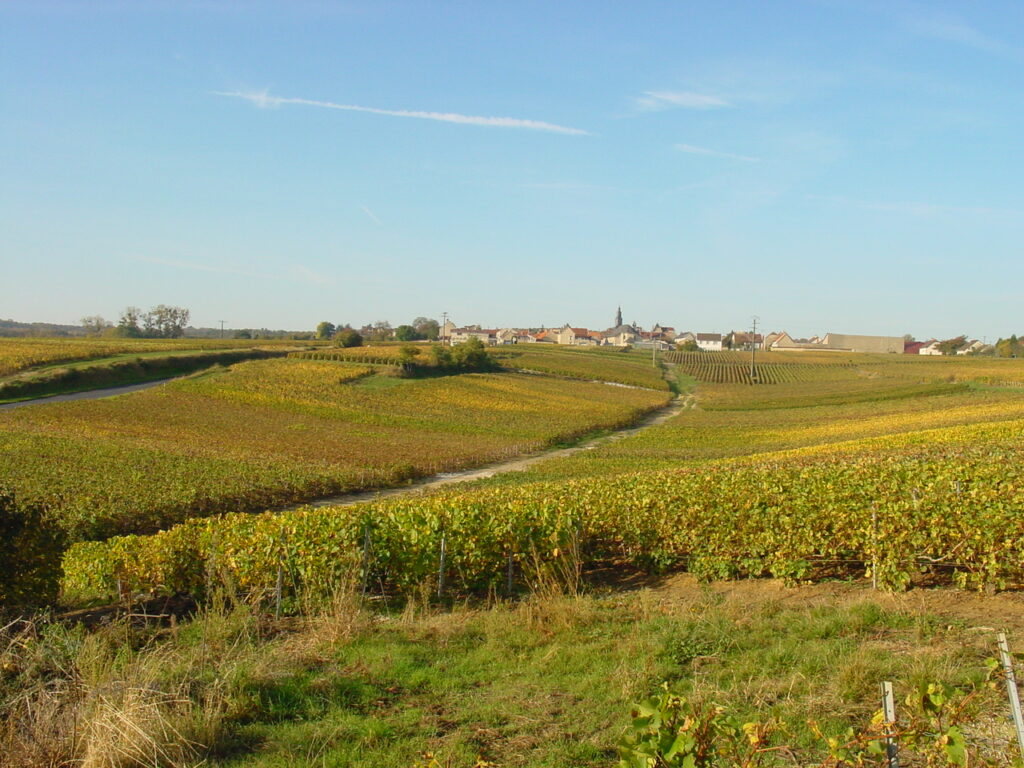 Les vignes de Michel Gawron en Automne